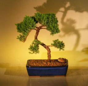 Juniper Bonsai Tree<br><i>(juniper procumbens nana)</i>