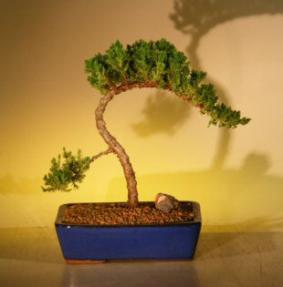 Juniper Bonsai Tree<br><i>(juniper procumbens nana)</i>