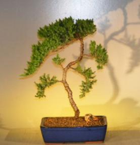 Juniper Bonsai Tree<br><i>(juniper procumbens nana)</i>