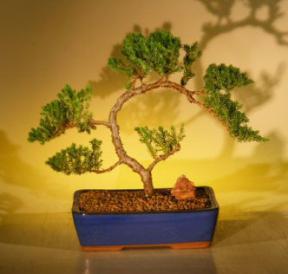 Juniper Bonsai Tree<br><i>(juniper procumbens nana)</i>