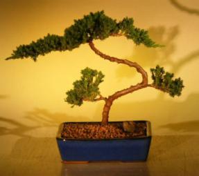 Juniper Bonsai Tree<br><i>(juniper procumbens nana)</i>