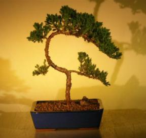 Juniper Bonsai Tree<br><i>(juniper procumbens nana)</i>