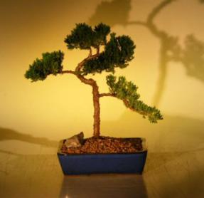 Juniper Bonsai Tree<br><i>(juniper procumbens nana)</i>