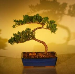 Juniper Bonsai Tree<br><i>(juniper procumbens nana)</i>