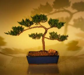 Juniper Bonsai Tree<br><i>(juniper procumbens nana)</i>