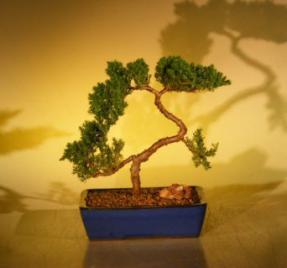 Juniper Bonsai Tree<br><i>(juniper procumbens nana)</i>