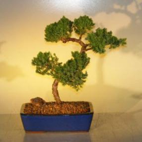 Juniper Bonsai Tree<br><i>(juniper procumbens nana)</i>