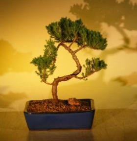 Juniper Bonsai Tree<br><i>(juniper procumbens nana)</i>