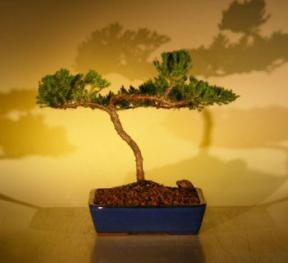 Juniper Bonsai Tree<br><i>(juniper procumbens nana)</i>