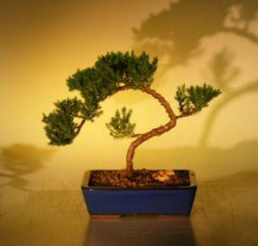 Juniper Bonsai Tree<br><i>(juniper procumbens nana)</i>