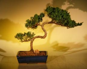 Juniper Bonsai Tree<br><i>(juniper procumbens nana)</i>