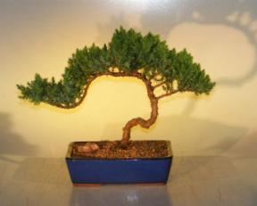 Juniper Bonsai Tree<br><i>(juniper procumbens nana)</i>