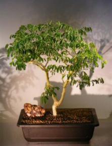 Flowering Brazilian Raintree Bonsai Tree <br><i>(pithecellobium tortum)</i>