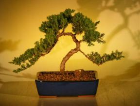 Juniper Bonsai Tree<br><i>(juniper procumbens nana)</i>