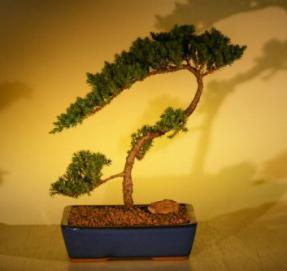 Juniper Bonsai Tree<br><i>(juniper procumbens nana)</i>