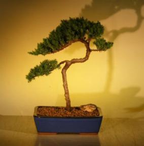 Juniper Bonsai Tree<br><i>(juniper procumbens nana)</i>