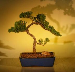 Juniper Bonsai Tree<br><i>(juniper procumbens nana)</i>