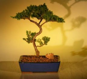 Juniper Bonsai Tree<br><i>(juniper procumbens nana)</i>