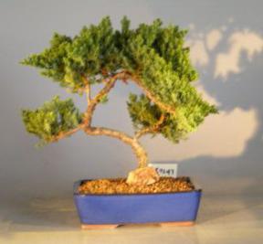 Juniper Bonsai Tree<br><i>(juniper procumbens nana)</i>