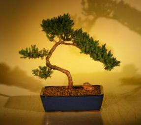 Juniper Bonsai Tree<br><i>(juniper procumbens nana)</i>