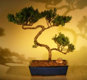 Juniper Bonsai Tree<br><i>(juniper procumbens nana)</i>