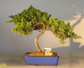 Juniper Bonsai Tree<br><i>(juniper procumbens nana)</i>