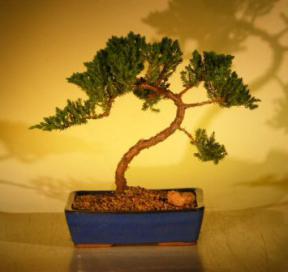 Juniper Bonsai Tree<br><i>(juniper procumbens nana)</i>