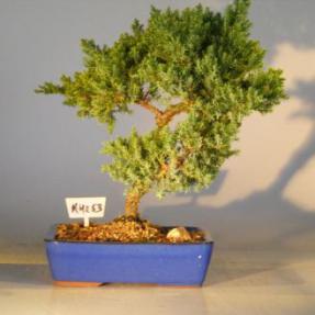 Juniper Bonsai Tree<br><i>(juniper procumbens nana)</i>