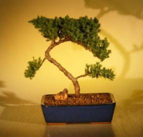 Juniper Bonsai Tree<br><i>(juniper procumbens nana)</i>