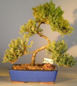 Juniper Bonsai Tree<br><i>(juniper procumbens nana)</i>