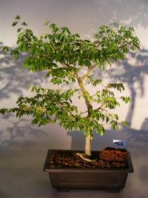 Flowering Brazilian Raintree Bonsai Tree <br><i>(pithecellobium tortum)</i>