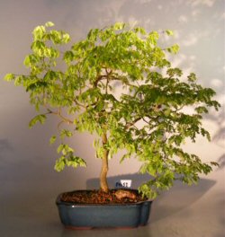 Flowering Brazilian Raintree Bonsai Tree <br><i>(pithecellobium tortum)</i>