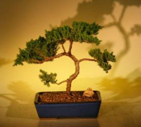 Juniper Bonsai Tree<br><i>(juniper procumbens nana)</i>