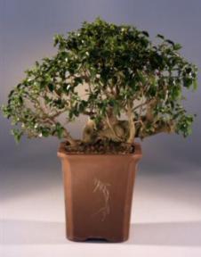 Ligustrum Bonsai Tree -23