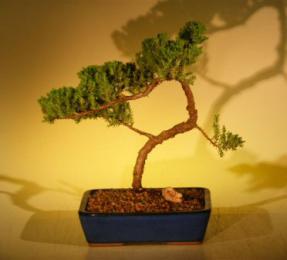 Juniper Bonsai Tree<br><i>(juniper procumbens nana)</i>