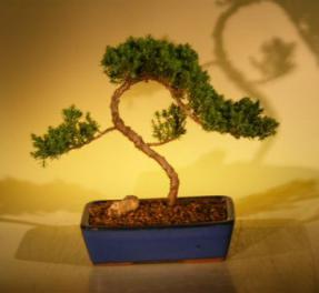 Juniper Bonsai Tree<br><i>(juniper procumbens nana)</i>