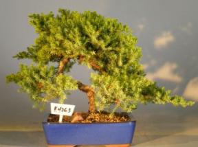 Juniper Bonsai Tree<br><i>(juniper procumbens nana)</i>