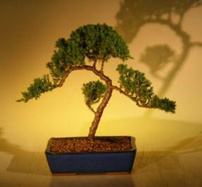 Juniper Bonsai Tree<br><i>(juniper procumbens nana)</i>