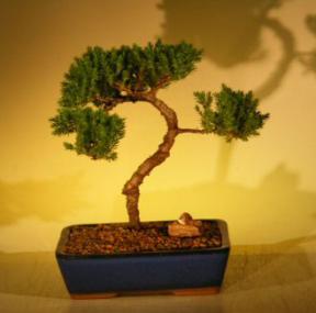 Juniper Bonsai Tree<br><i>(juniper procumbens nana)</i>