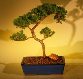 Juniper Bonsai Tree<br><i>(juniper procumbens nana)</i>