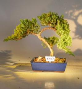 Juniper Bonsai Tree - Trained<br><i>(juniper procumbens nana)</i>