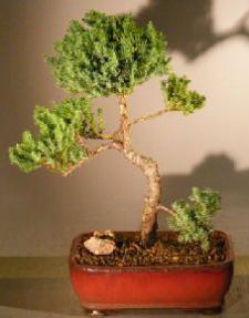 Juniper Bonsai Tree - Trained<br><i>(juniper procumbens nana)</i>