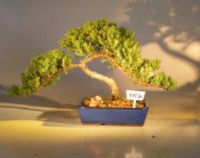 Juniper Bonsai Tree<br><i>(juniper procumbens nana)</i>