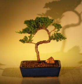 Juniper Bonsai Tree<br><i>(juniper procumbens nana)</i>