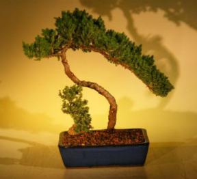 Juniper Bonsai Tree<br><i>(juniper procumbens nana)</i>