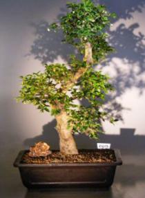 Flowering Fukien Tea  Bonsai Tree <br><i>(ehretia microphylla)</i>