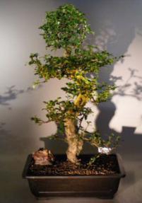 Flowering Fukien Tea Bonsai Tree