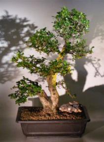 Flowering Fukien Tea Bonsai Tree