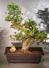 Flowering Fukien Tea Bonsai Tree