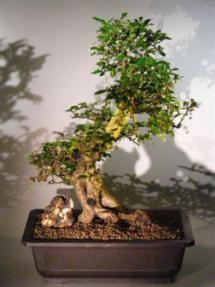 Flowering Fukien Tea Bonsai Tree